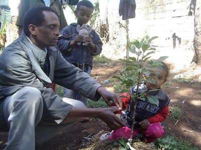 Tree planting in Addis Ababa
